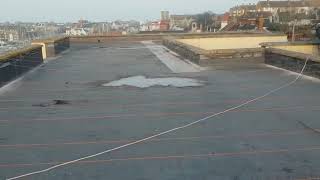 Seagull Control Bournemouth, Weymouth, Poole, Dorset | Urban Pest Control