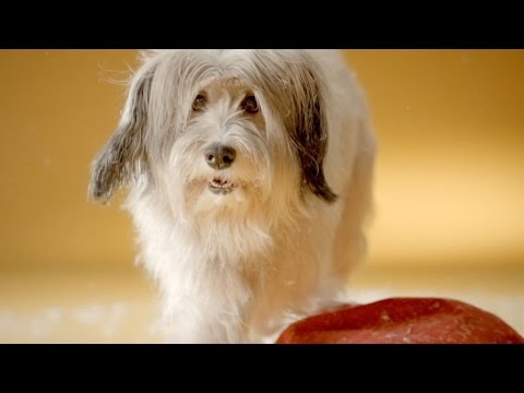 Pedigree Vital commercial