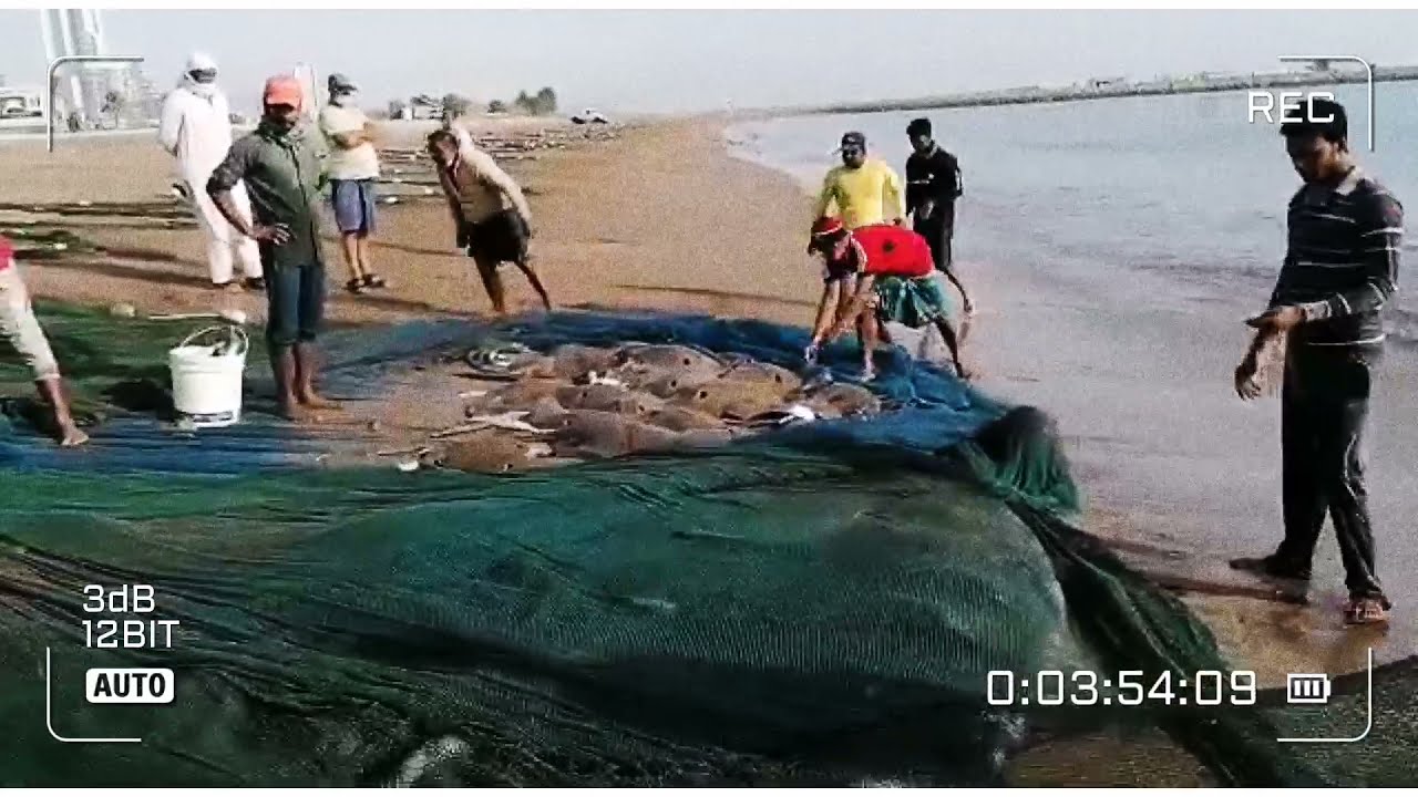 500 കിലോയിലധികം തിരണ്ടി ലഭിച്ചു(more than 500 kg stingray got) 🐟🐟🐟🐟