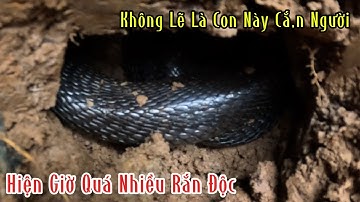 Không Lẽ Đây Là Con Rắn Đã Cằ.n Người | Đam Mê Săn Bắt