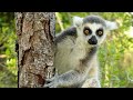 Welcome to the lemur conservation foundation