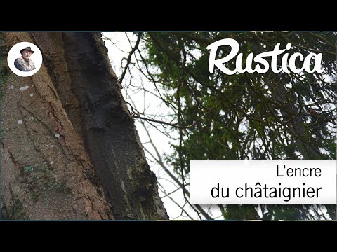 Vidéo: Faits et informations sur la brûlure du châtaignier : comment prévenir la brûlure du châtaignier dans les arbres