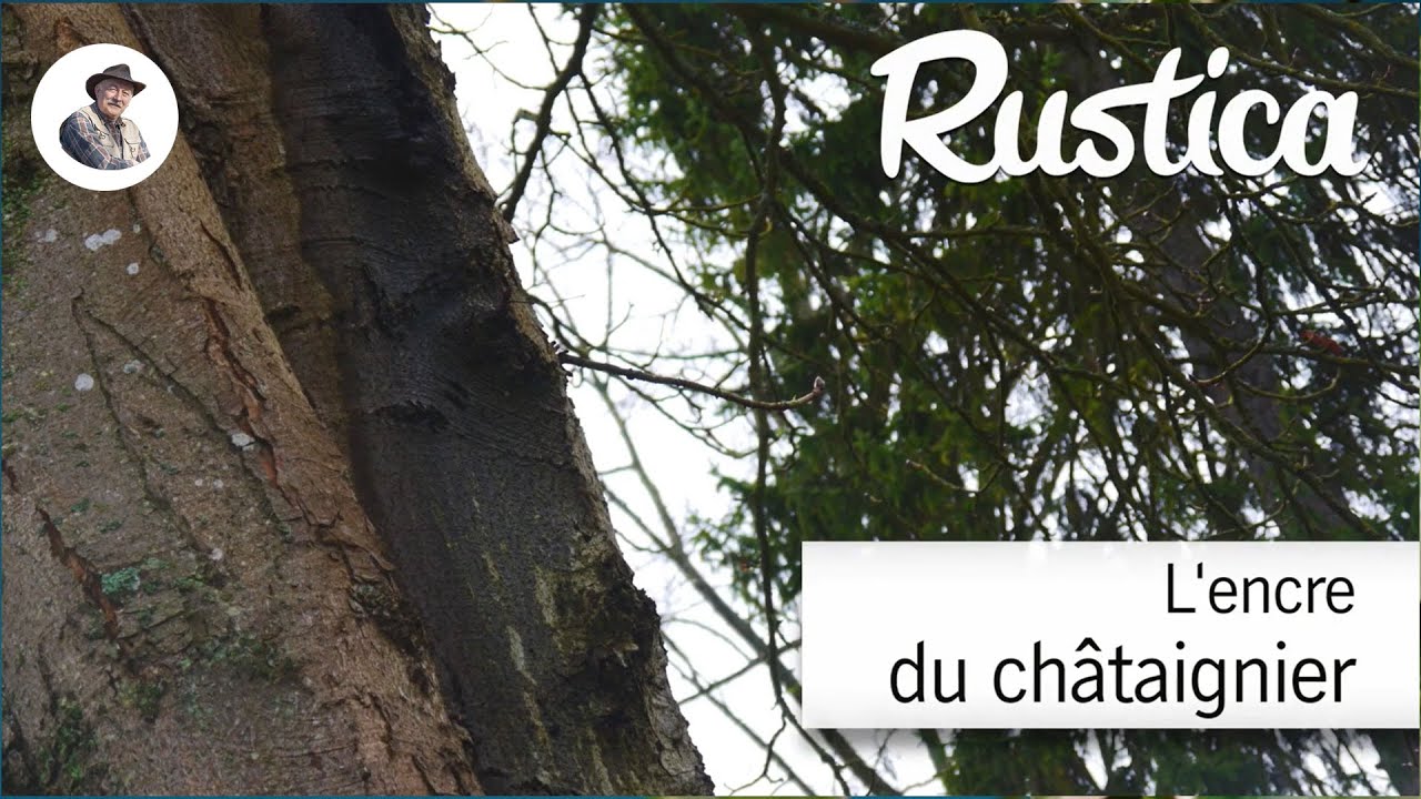 Maladie de l’encre du châtaignier YouTube