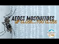 Ever Seen a Mosquito Cage? Watch Aedes Mosquitoes Like Never Before