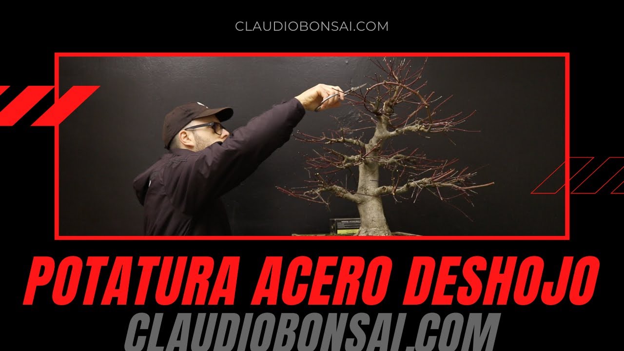 POTATURA ACERO DESHOJO BONSAI