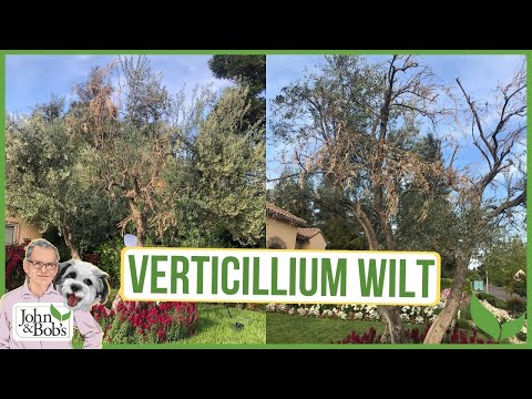วีดีโอ: การรักษา Verticillium Wilt บนมะเขือเทศ: เรียนรู้เกี่ยวกับ Verticillium Wilt ของพืชมะเขือเทศ