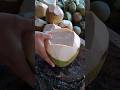 Fast hands. Clean cut. Global money 💸🥥🌴#coconut#asmr#satisfying#oddlysatisfying#foodprocess