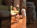 food stealing mouse| बिल्ली का खाना चुराना चुह्ये को पडामहंगा#shorts #viral #stories #shortvideo