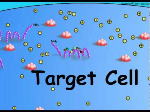 target cell