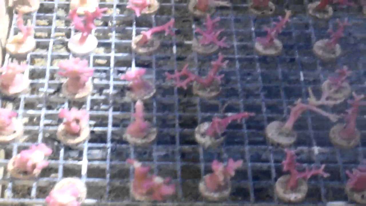 video phone beyonce mp3 SPS Coral Farming at Pacific East Aquaculture