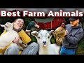 The 5 BEST Beginner Farm Animals To Start Your Homestead