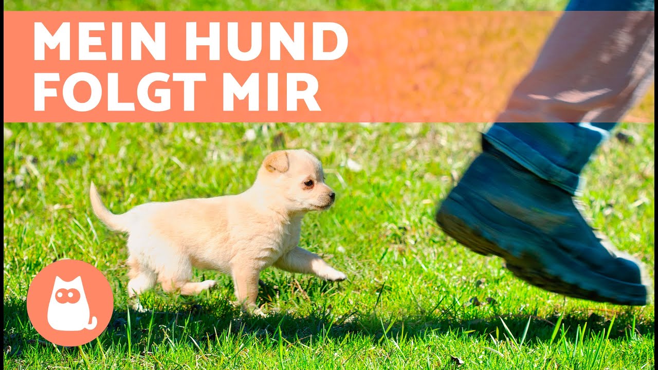 Hund Läuft Immer Hinter Mir Warum FOLGT MEIN HUND mir ÜBERALL? 🐶🐾 (5 Gründe) - YouTube