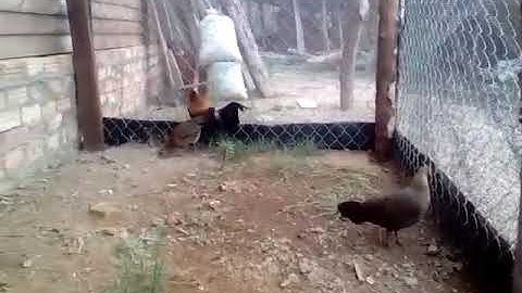 muab qaib qus cais poj qaib dib