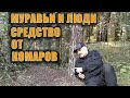 МУРАВЕЙНИК ФИЛОСОФИЯ И НОВОЕ СРЕДСТВО ОТ КОМАРОВ