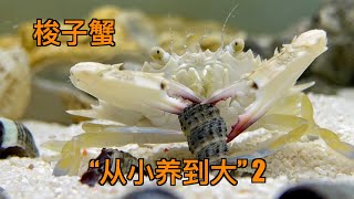 小梭子蟹放在鱼缸饲养2.5个月体型长势有惊喜水族水族箱鱼缸养鱼螃蟹梭子蟹海鲜养殖动物宠物