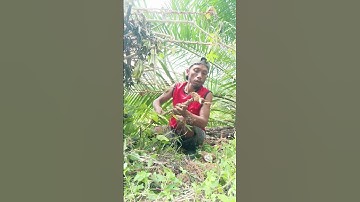 Harvesting cassava part 681 #shorts #farming #cassava #nature  #cassavaroots #cassavafarming