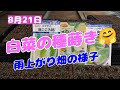 22/08/21　白菜 CRお黄にいり(ミニ）・オレンジクイーン・黄ごころ85の種まき