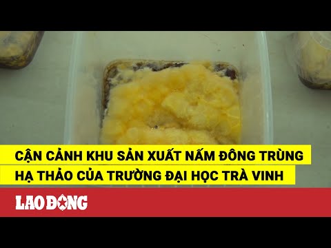 Video Cận cảnh khu sản xuất nấm đông trùng hạ thảo của... - youtube