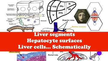 Liver Anatomy, The hepatic acinus, Hepatocyte surfaces, Liver cells, Bile Ducts and Ductules