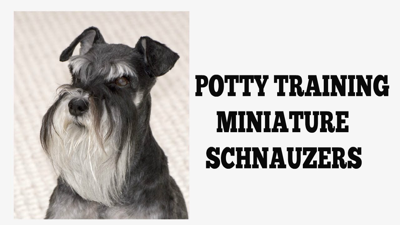 How To House Train Miniature Schnauzers You How To House Train Miniature Schnauzers