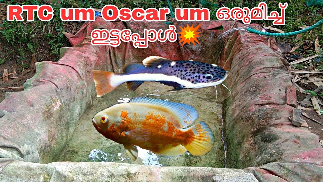 Red tail catfish and Oscar tank changing💥 Aqua Tips Malayalam YouTube