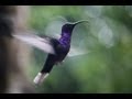 Monteverde Hummingbird Garden, Costa Rica