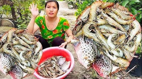 Mùa nước nổi chài dính tôm bự không thấy ham quá cuộc sống mưu sinh “ Hoàng Lê Vlog “