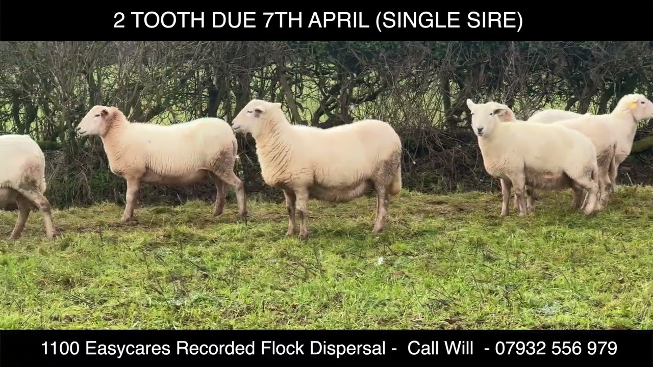 SELLING ALL OUR  EASYCARE SHEEP 07932556979