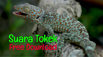 Tokek