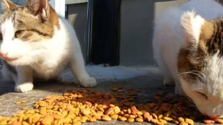 猫の島、郵便ポストの前でカリカリを食べる地域猫【佐柳島】
