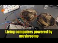 Living computers powered by mushrooms