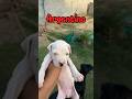 Dogo Argentino Ka New Puppy New Puppy Dogoargentino