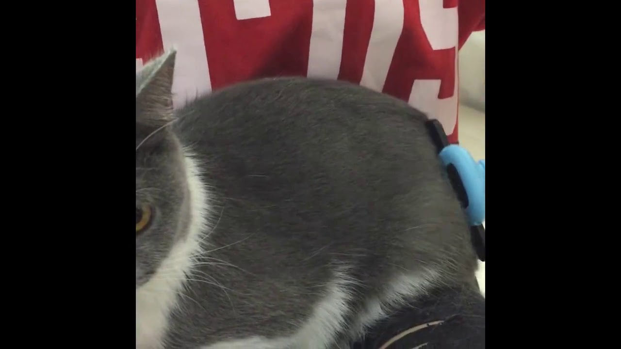 Aliexpress Hair Removal Brush Comb for Cats Dog Deshedding Slicker