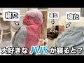 大好きなパパが帰宅直後に寝ちゃったらオウム達までこうなりました…【モモイロインコ】