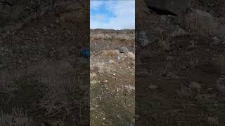 Medicine ball vs .50 cal.