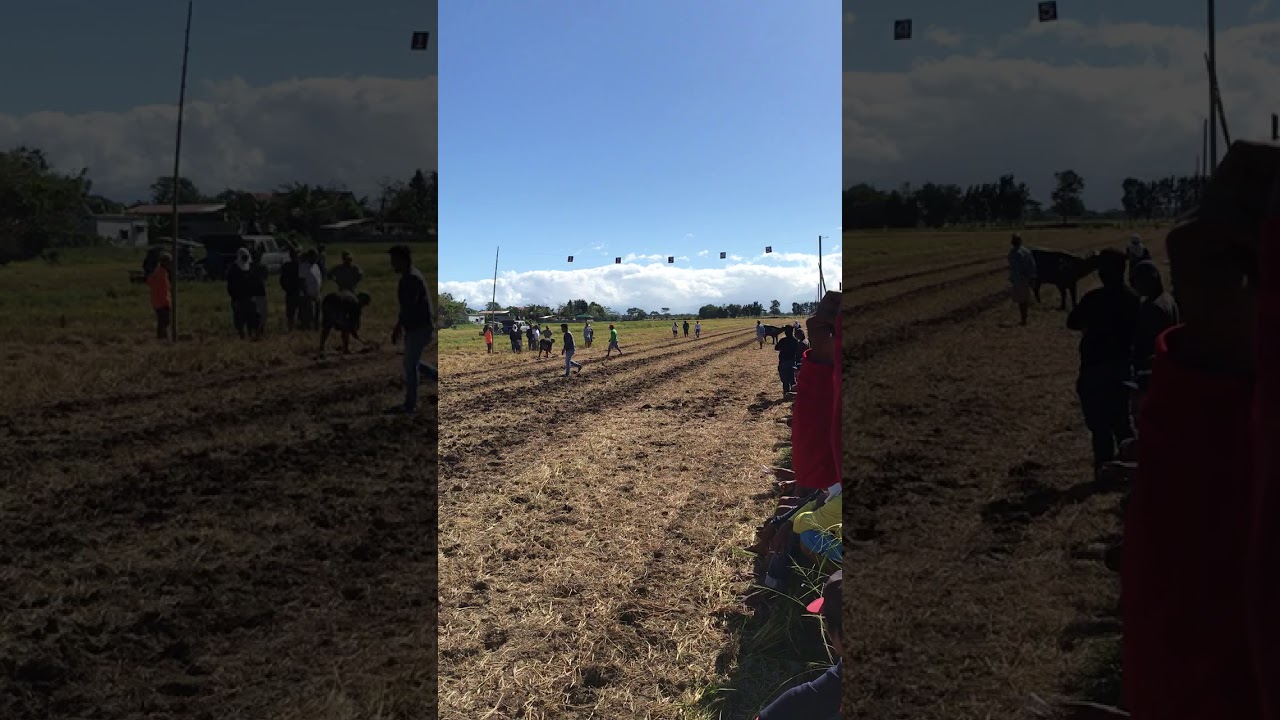 Carabao race in the philippines - YouTube