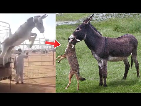 აი რატომ ყიდიან ფერმერები იარაღს და ყიდულობენ ვირებს!