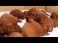 Magyar Vizsla Puppies (Weeks 1-4) - Borostyán Magyar Vizsla Kennel Budapest