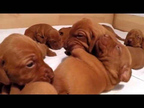 baby vizsla puppies