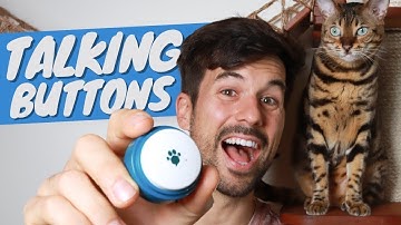 Talking Buttons - How to Turn Your Cat into a Chatty Companion