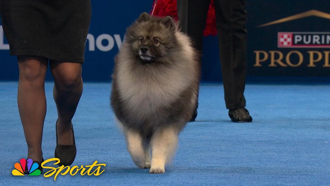 National Dog Show 2025: Non-Sporting Group (Full Judging) | NBC Sports