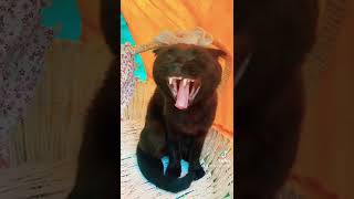 Кошкадзилла 🤣🤣🤣 Как кошка зевает #fypシ #приколысживотными #сонька #кошки #смешныекошки #cats
