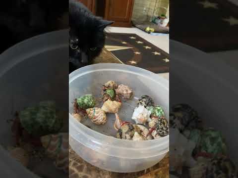 Manx Cats meet Hermit Crabs! #shorts