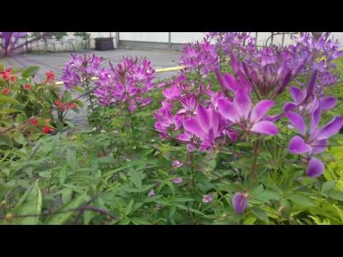 Vidéo: Cultiver des Cleomes : planter une fleur d'araignée Cleome dans votre jardin
