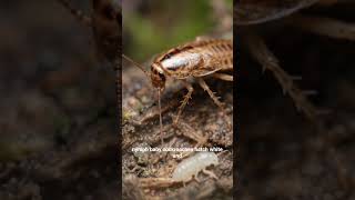 Ever wondered what a baby roach is called?