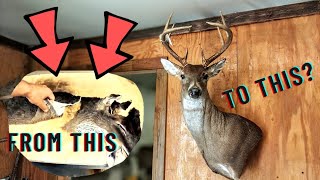 IMPOSSIBLE TAXIDERMY?... ALMOST!! First time for this! How (and why) it took 2 capes to make 1 deer!
