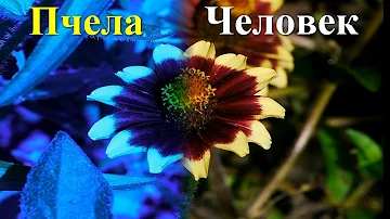 КАК ВИДЯТ ПЧЕЛЫ / HOW BEES SEE / ПЧЕЛОВОДСТВО