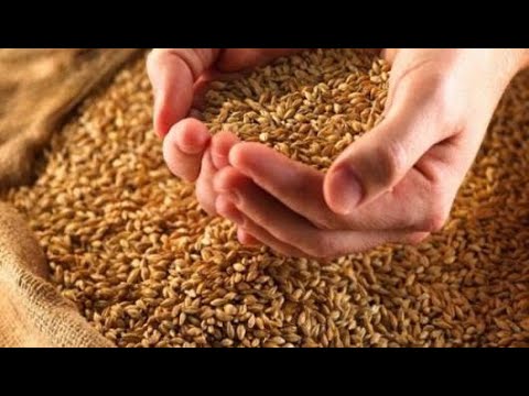 ما هو الصاع