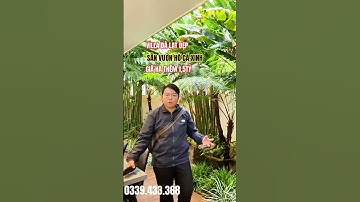 Villa Đà Lạt có sân vườn hồ cá đẹp, giá hạ 1,5tỷ #shorts #villadalat #villadep #touyenbds