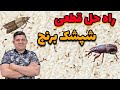 بهترین روش نگهداری برنج و از بین بردن شپشک برنج بهترین روش نگهداری برنج و از بین بردن شپشک برنج